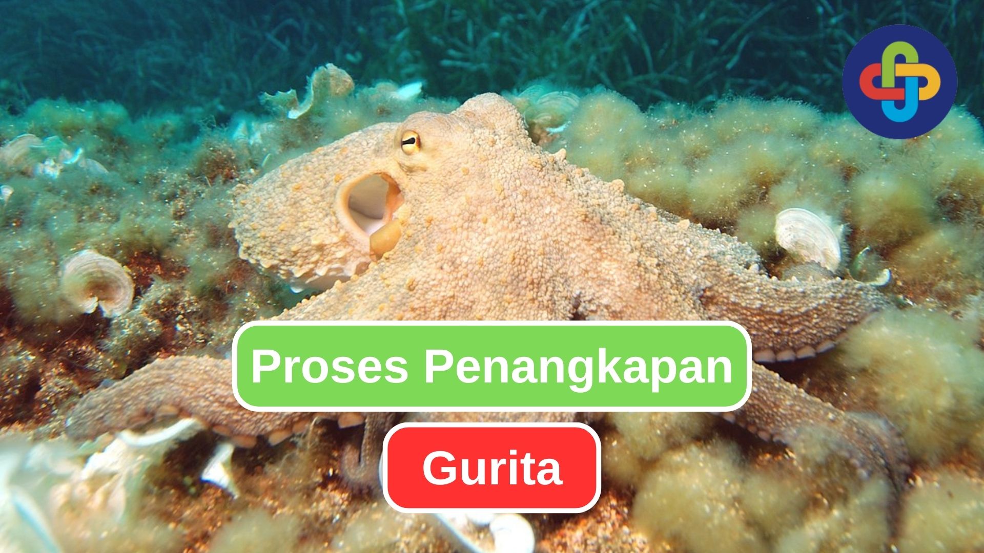 Seperti Inilah Proses Penangkapan Gurita